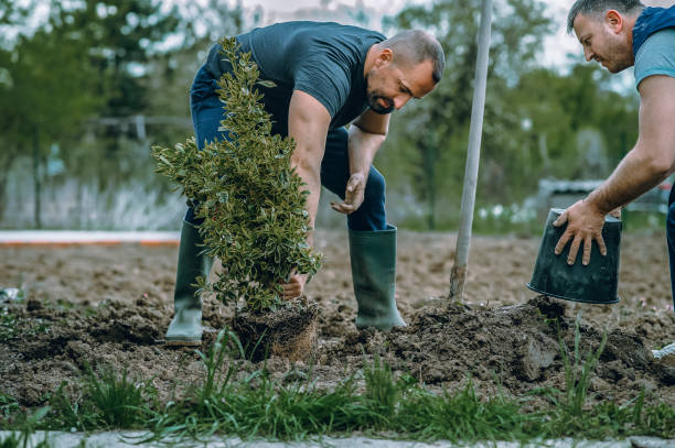 Best Pest Control for Lawns  in Great Neck Gardens, NY