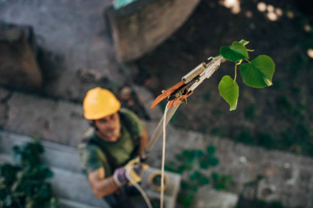 Best Tree Health Inspection  in Great Neck Gardens, NY