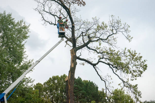 Best Palm Tree Trimming  in Great Neck Gardens, NY