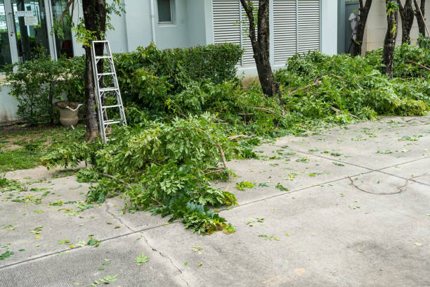 Best Lawn Renovation and Restoration  in Great Neck Gardens, NY
