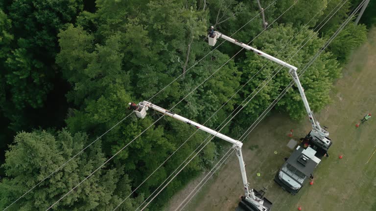 Best Commercial Tree Services  in Great Neck Gardens, NY