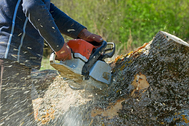 Best Stump Grinding and Removal  in Great Neck Gardens, NY